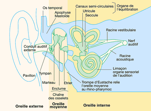 schéma oreille coupe 4.jpg